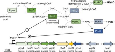 Alkyl-quinolone-dependent quorum sensing controls prophage-mediated autolysis in Pseudomonas aeruginosa colony biofilms